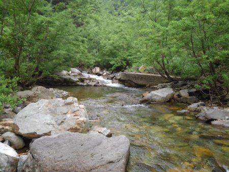 九頭竜川水系でイワナ釣り